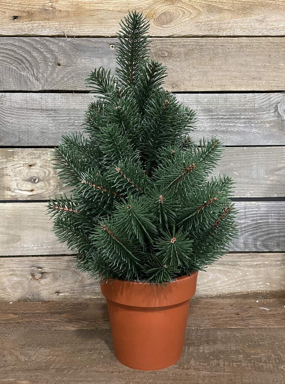 Ёлочка литая Premium в горшке 50 см зелёная (976505) — купить на EVA.UA ...
