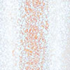 swatch-image