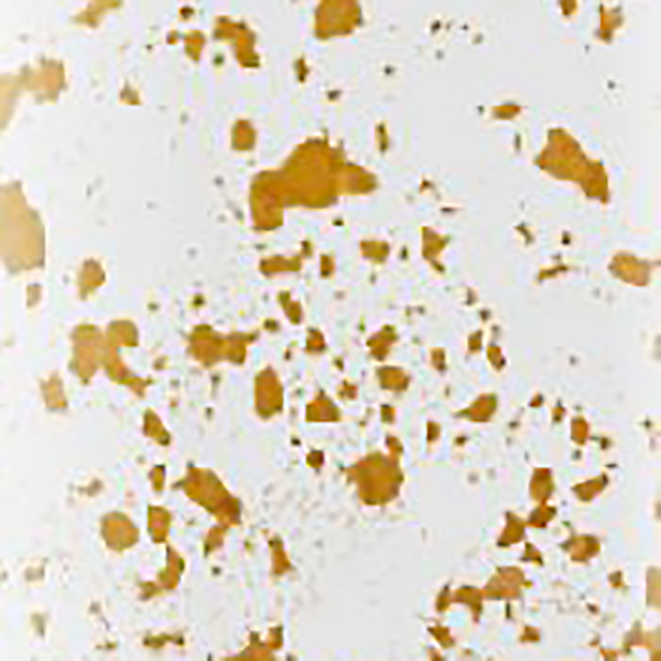 swatch-image
