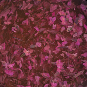 swatch-image