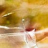 swatch-image