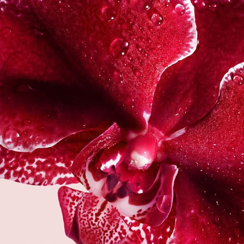 Viktor & Rolf Flowerbomb Ruby Orchid Парфумована вода жіноча, 10 мл — фото 3