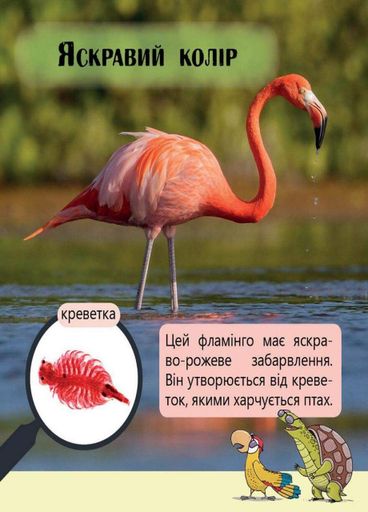 Книга Перше читання Non Fiction : Фантастичні рослини і не тільки… Рівень 3 С850003У 9786170940322 (1288108)