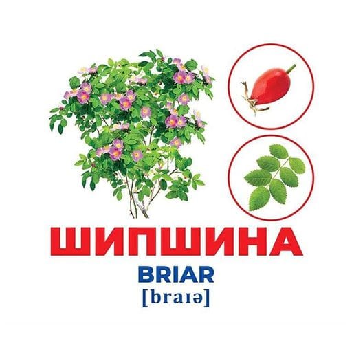 Набор развивающих карточек Гений с пеленок Деревья и кустарники 10107196, 17 карточек (1702393)