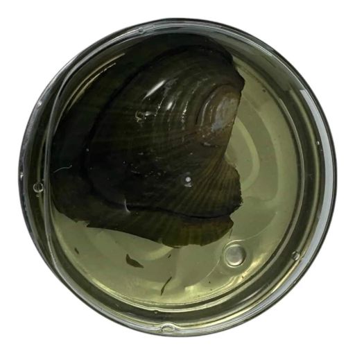 Жемчужина желаний с кулоном (18х10х3,5 см) (1781663)