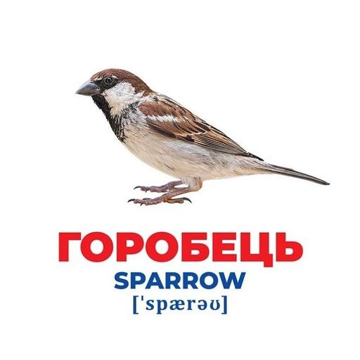 Набір розвиваючих карток Геній з пелюшок "Птахи України" Ранок 10107193У, 17 карток (2006786)