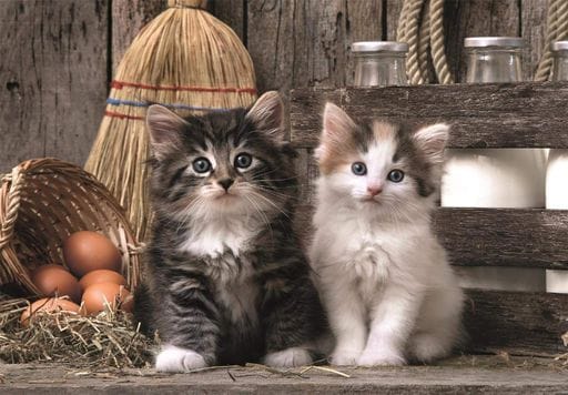 Пазл Clementoni: High Quality Collection — Wonderful Kittens / Чудесные котята (1000 элементов) — 39943 (2010553)