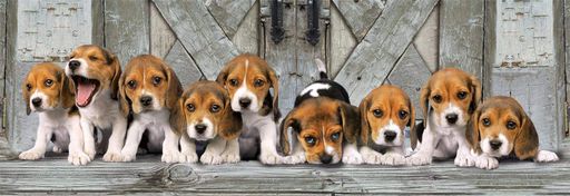 Пазл Clementoni: High Quality Collection — Beagles / Бигли (1000 элементов) — 39869 (2010575)