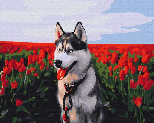 Картина за номерами "Хаски у тюльпановому полі" Brushme 40x50 см tvo0008810 (2042989)