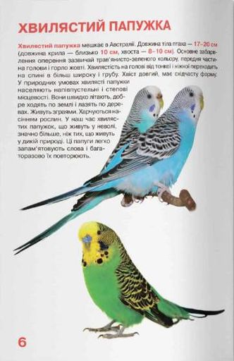 Велика книжка. Папуги (2102822)