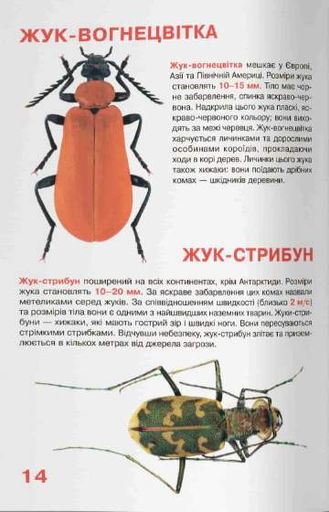 Велика книжка. Жуки (2103623)