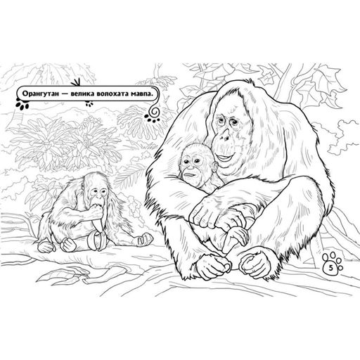 Детская раскраска "Животные в дальних краях" 583009, 16 страниц Ranok Creative (2127785)