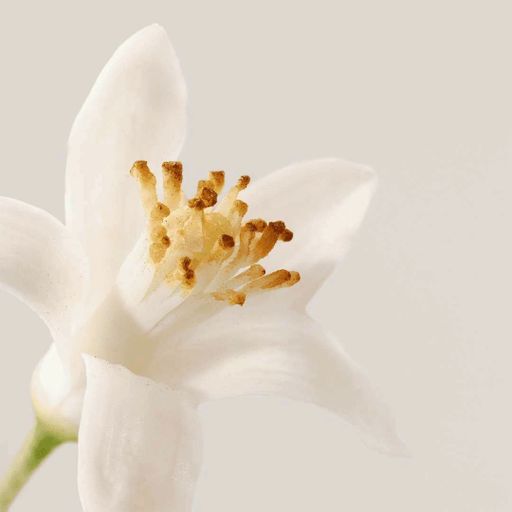 Кисневий лосьйон-тонік для обличчя Payot Nue Lotion Tonique Eclat