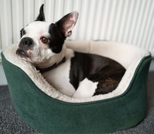 Лежанки для улюбленців