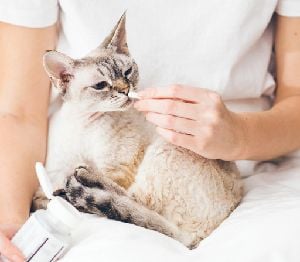 Як без стресу давати таблетки улюбленцям: 5 лайфхаків