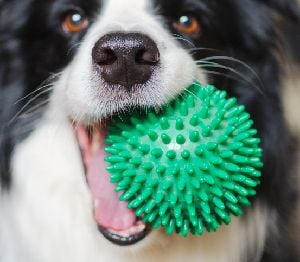 Розумні іграшки для тварин… А чи потрібні вони їм?