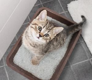 ТОП проблем котячого туалету: як їх вирішити