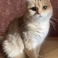 569242d0c1ce2c3b012e6d7e64cf2fb8c08a11ee.jpeg
